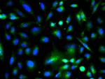 GSK-3 Beta CT Antibody in Immunocytochemistry (ICC/IF)