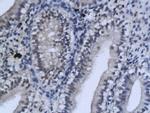 GSK-3 Beta CT Antibody in Immunohistochemistry (Paraffin) (IHC (P))