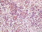 PP2A alpha/beta Antibody in Immunohistochemistry (Paraffin) (IHC (P))