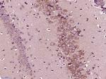 PP2A alpha/beta Antibody in Immunohistochemistry (Paraffin) (IHC (P))