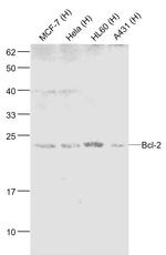 Bcl-2 Antibody in Western Blot (WB)