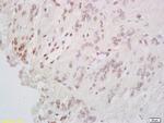 CREB-1 Antibody in Immunohistochemistry (Paraffin) (IHC (P))