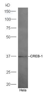 CREB-1 Antibody in Western Blot (WB)