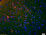 Phospho-CREB-1 (Ser133) Antibody in Immunohistochemistry (Paraffin) (IHC (P))