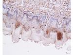 GLP-1 Antibody in Immunohistochemistry (Paraffin) (IHC (P))