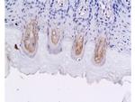 GLP-1 Antibody in Immunohistochemistry (Paraffin) (IHC (P))