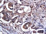 Caspase 9 Antibody in Immunohistochemistry (Paraffin) (IHC (P))