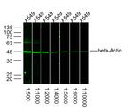 beta-Actin Antibody in Western Blot (WB)