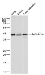 beta-Actin Antibody in Western Blot (WB)