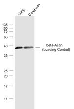 beta-Actin Antibody in Western Blot (WB)