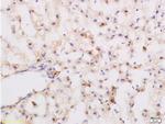 Substance P Antibody in Immunohistochemistry (Paraffin) (IHC (P))