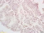 TGF alpha Antibody in Immunohistochemistry (Paraffin) (IHC (P))