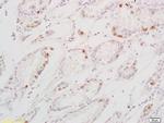 TGF alpha Antibody in Immunohistochemistry (Paraffin) (IHC (P))