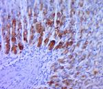 TGF alpha Antibody in Immunohistochemistry (Paraffin) (IHC (P))