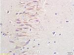 Neuropeptide Y Antibody in Immunohistochemistry (Paraffin) (IHC (P))