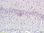 Nociceptin Antibody in Immunohistochemistry (Paraffin) (IHC (P))