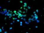 Caspase-3 Antibody in Immunocytochemistry (ICC/IF)