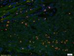 Caspase-3 Antibody in Immunocytochemistry (ICC/IF)