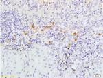 Caspase-3 Antibody in Immunohistochemistry (Paraffin) (IHC (P))