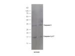 Caspase-3 Antibody in Western Blot (WB)