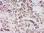 Caspase-6 NT Antibody in Immunohistochemistry (Paraffin) (IHC (P))