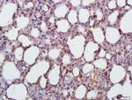 TGF beta 1 Antibody in Immunohistochemistry (Paraffin) (IHC (P))