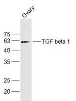 TGF beta 1 Antibody in Western Blot (WB)