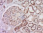 caspase-3 p12 subunit Antibody in Immunohistochemistry (Paraffin) (IHC (P))