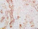 Secretin receptor Antibody in Immunohistochemistry (Paraffin) (IHC (P))