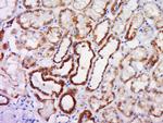 Caspase-10 Antibody in Immunohistochemistry (Paraffin) (IHC (P))