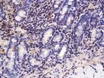 TGF beta 3 propeptide Antibody in Immunohistochemistry (Paraffin) (IHC (P))