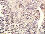 TGF beta 2 Propeptide Antibody in Immunohistochemistry (Paraffin) (IHC (P))