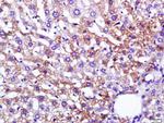 Leptin Antibody in Immunohistochemistry (Paraffin) (IHC (P))