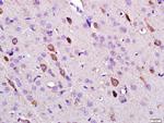 Leptin Antibody in Immunohistochemistry (Paraffin) (IHC (P))