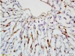 Leptin receptor (Isoform B) Antibody in Immunohistochemistry (Paraffin) (IHC (P))