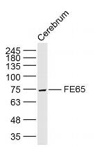 FE65 Antibody in Western Blot (WB)