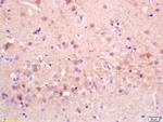 Amyloid Precursor Protein Antibody in Immunohistochemistry (Paraffin) (IHC (P))