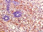 AKT1/2/3 Antibody in Immunohistochemistry (Paraffin) (IHC (P))