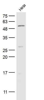 CFLAR Antibody in Western Blot (WB)