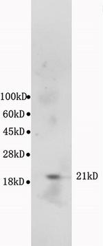 Bax Antibody in Western Blot (WB)