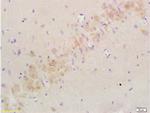 Nogo-A Antibody in Immunohistochemistry (Paraffin) (IHC (P))