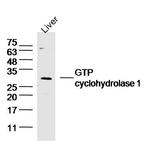 GTP cyclohydrolase 1 Antibody in Western Blot (WB)