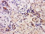 Caspase-6 Antibody in Immunohistochemistry (Paraffin) (IHC (P))