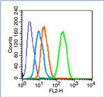 GAP43 Antibody in Flow Cytometry (Flow)