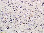 GAP43 Antibody in Immunohistochemistry (Paraffin) (IHC (P))