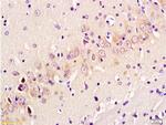 GAP43 Antibody in Immunohistochemistry (Paraffin) (IHC (P))