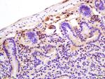 CRP Antibody in Immunohistochemistry (Paraffin) (IHC (P))