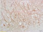 nNos Antibody in Immunohistochemistry (Paraffin) (IHC (P))