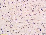 Neurotrophin 4 Antibody in Immunohistochemistry (Paraffin) (IHC (P))