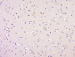 Neurotrophin 3 Antibody in Immunohistochemistry (Paraffin) (IHC (P))